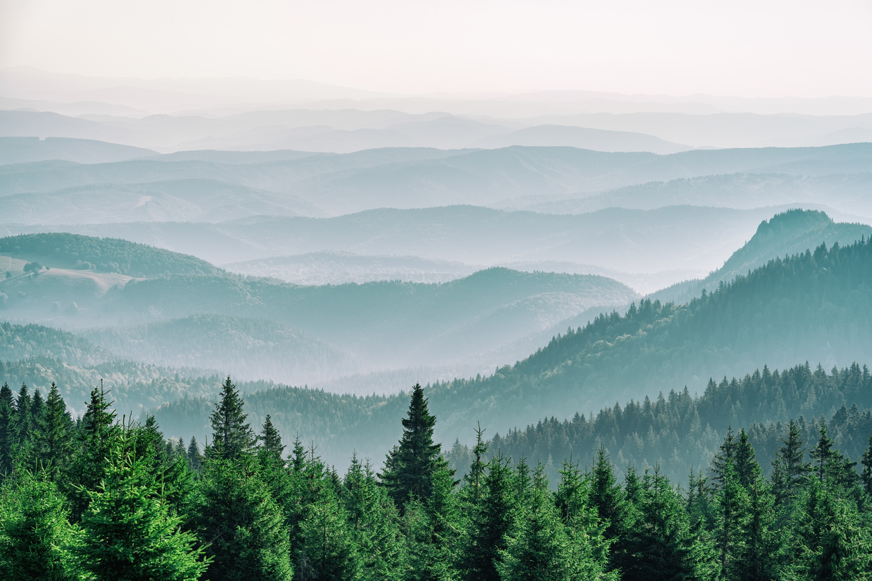 Parallax Image